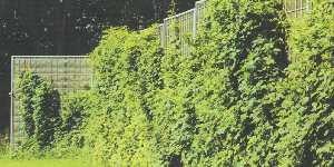 mur anti-bruit extensif rockdelta